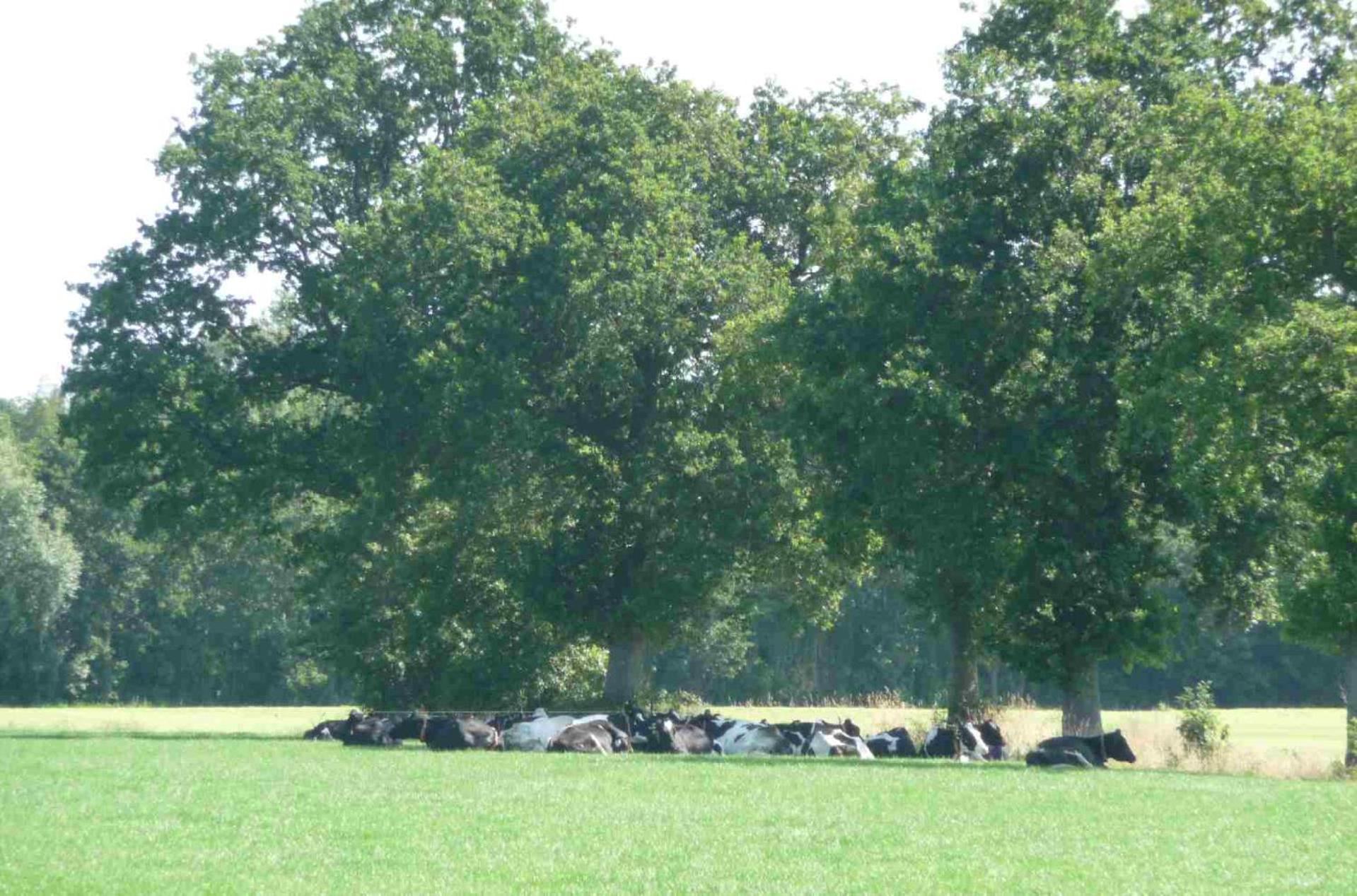 Hofstay195 Achterveld エクステリア 写真